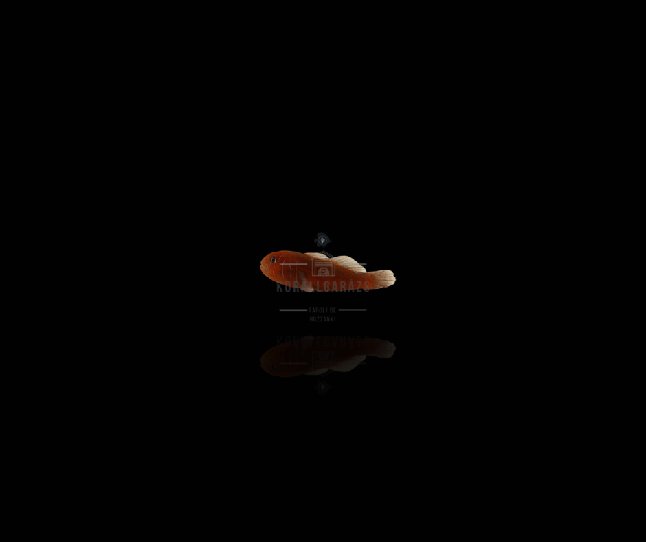 Gobiodon Quinquestrigatus
